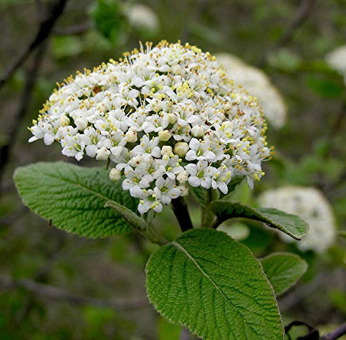 Viburno fiocco di neve Viburno lantana pianta da siepe in vaso ø18 cm h. 70/100 cm