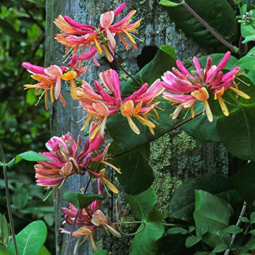 Lonicera Belgica Scented Honeysuckle Climbing Plant in a 9cm Pot Ready to Plant