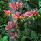 Lonicera Belgica Scented Honeysuckle Climbing Plant in a 9cm Pot Ready to Plant