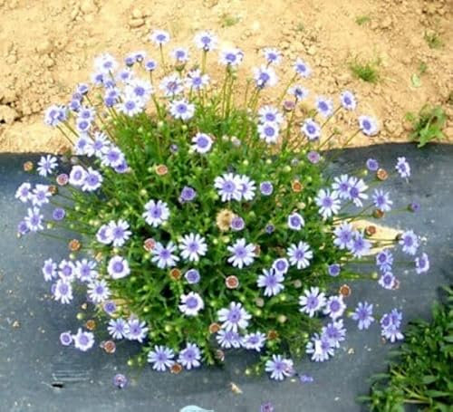 TRTO 40 Seeds The Blues -Blue Daisy Felicia heterophylla - Dwarf Bedding Flower for Planting Garden Yard Patio and Useful for Gifts