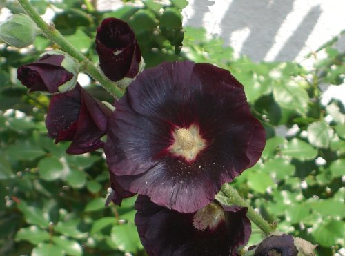 Seedeo Schwarze Malve (Althea rosea var. nigra) 80 Samen