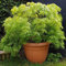 Acer 'Emerald Lace' Japanese Maple Plant - 25-35cm in Height Ready to Plant in The Garden