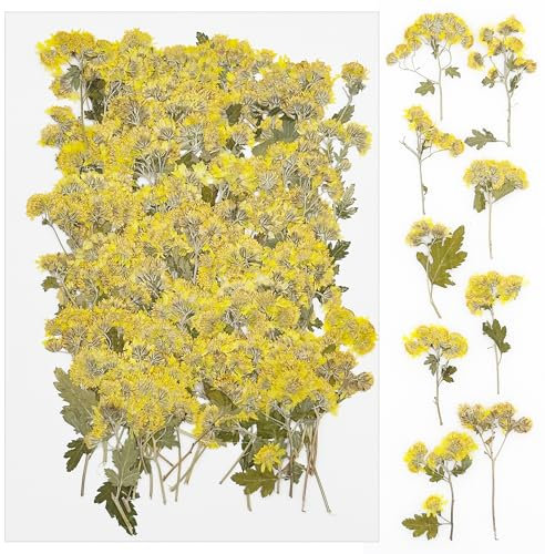Cayway 100 Stück Natürlich Getrocknete Blumen Gepresste Blumen zum Basteln Blüten Getrocknet, Gepresste Trockenblumen für Harz Gepresste Blüten Scrapbooking Blumen, Gänseblümchen