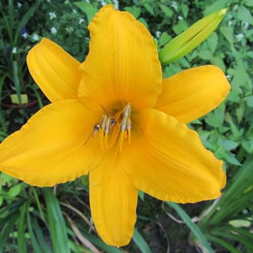 6 x Garten Taglilie 'Aten' - Hemerocallis 'Aten': Blüten in warmen Farben.