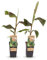GreenboutiQ - Plante fruitière - Banane de fibre japonaise - Musa Ever Red - Rustique - 2 plantes - Pot 15cm Hauteur 50cm