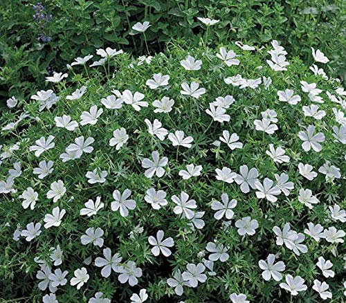 South Eastern Horticultural Hardy Geranium White Sanguineum 'Album' Perennial XXL Plug Plants Pack x3