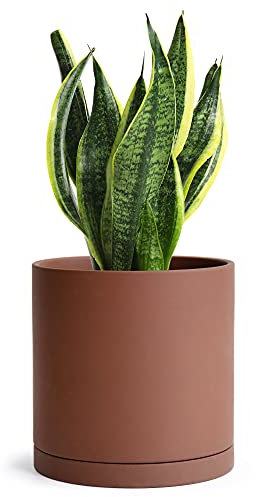 D'vine Dev 15,2 cm Rost-Terrakotta-Blumentopf mit Ablaufloch und Untersetzer, runder Zylinder-Pflanztopf für Zimmerpflanzen, 40-V-C-3