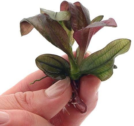 K2AQUA Echinodorus Red Chameleon in Vitro Live Aquarium Plant Broad Green to Red Leaves Easy Care Low Maintenance Foreground Midground Freshwater Tank Natural Decoration Shrimp Safe Beginner Friendly