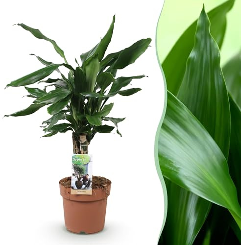 Dracaena fragrans Steudneri - Arbre à sang de dragon - Peu d'entretien - Vert - 50-55cm - Ø17cm - Plante d'intérieur - Vert persistant
