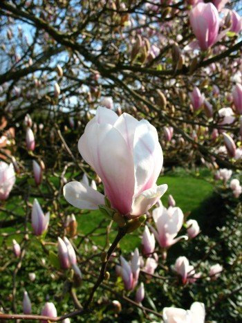 rosa weiß blühende Tulpenmagnolie Magnolia soulangiana 40-60 cm hoch im 3 Liter Pflanzcontainer