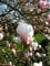 rosa weiß blühende Tulpenmagnolie Magnolia soulangiana 40-60 cm hoch im 3 Liter Pflanzcontainer