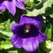 Apelación Campanula Semillas Deep Blue 20 sedimentaron