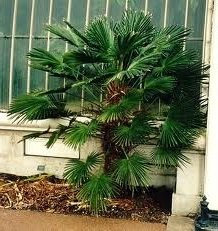 5 Halb di Waggie Palm Z2824 (Trachycarpus wagnerianus)