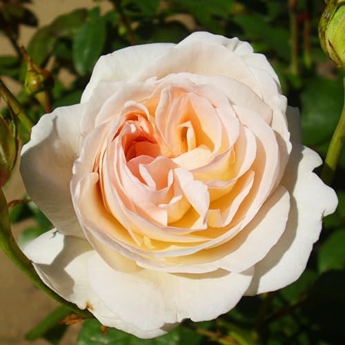 Piantine di Rosa Crema (1 pianta profumata), grandi piante perenni resistenti, piante dall'Olanda per giardino e vaso (senza semi, bulbi e non artificiali)