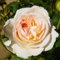 Creme Rosen pflanzen (1 Duftende Pflanze), große winterhart mehrjährig Stauden, Pflanzen aus Holland für Garten und Topf (kein Samen, blumenzwiebeln und nicht künstlich)