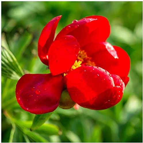 Wallario Glasbild Wilde rote Pfingstrose in Nahaufnahme - 55 x 55 cm Wandbilder Glas in Premium-Qualität: Brillante Farben, freischwebende Optik