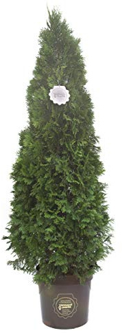 Thuja occidentalis 'Smaragd' (Emeraude), Pianta vera in vaso Vannucci Piante, Pianta da terrazzo (cod. 7) (1x)