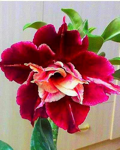 WüStenrose Zwiebeln, SchöNe BäUme, Schnellwachsend, Zwiebelpflanzen,Winterhart MehrjährigTopf Blumensamen,BlüHende Zwiebeln, Seltene Pflanzen Winterhart-2zwiebeln-C