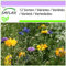 SAFLAX - Estampitas comestibles - 1000 semillas - 12 Wildflower Mix