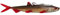 Madcat Gummiköder zum pelagischen Wallerangeln vom Boot Pelagic Cat Lure 24cm 110g, Farbe:Salt`n Pepper