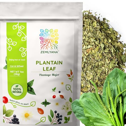 Dried Plantain Leaf Tea, Cut & Sifted Plantago major Leaves, 1 oz
