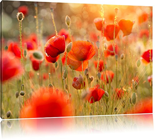 Pixxprint Mohnwiese Bild, Größe: 120x80cm, Leinwandbild, fertig gespannt, Wandbild, Dekoration, Kunstdruck, kein Poster