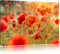 Pixxprint Mohnwiese Bild, Größe: 120x80cm, Leinwandbild, fertig gespannt, Wandbild, Dekoration, Kunstdruck, kein Poster