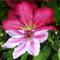 2-er set Clematis Kletterpflanzen | Clematis Ville de Lyon & Clematis Nelly Moser - Rot und Rosa, Mehrjährig & Winterhart | 2 x 1,5 Liter Töpfe