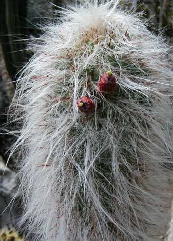 Tropica Cactus- Andes hombre viejo (Oreocereus celsianus) - 40 semillas