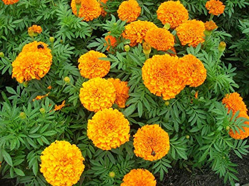 Marigold Crackerjack - African Type Appx 1,200 Seeds, Summer Bedding Plants