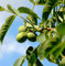 Echter Walnuss 80-100cm - Juglans regia