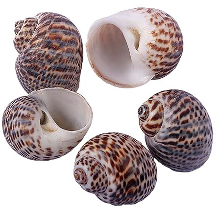 COYOUCO Coquilles de Crabe ermite Hermit Crab fournit des coquilles de Croissance Naturelle pour la variété de Crabe ermite Turbo Seashells Conque de mer DIY Fish Tank Décoration,A