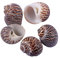 COYOUCO Coquilles de Crabe ermite Hermit Crab fournit des coquilles de Croissance Naturelle pour la variété de Crabe ermite Turbo Seashells Conque de mer DIY Fish Tank Décoration,A