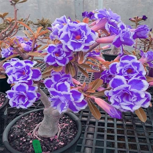 Wüstenrosenpflanze, adenium obesum pflanze kältebeständige mehrjährige Pflanze/Garten/Blumentopf/Haus/einfache Bepflanzung/grüne Pflanze