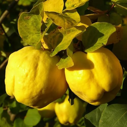 quittenbaum gartenpflanzen winterhart mehrjährig quitte quitten säulenobst balkonpflanzen, seltene indoor säulenobstbäume 125samen