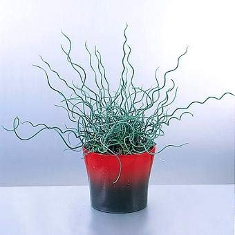 Juncus Filiformis Spiralis 10 seeds Corkscrew Rush Grass Ornamental Grass, Rare
