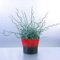 Juncus Filiformis Spiralis 10 seeds Corkscrew Rush Grass Ornamental Grass, Rare