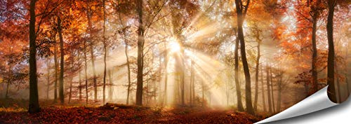 ARTBAY Wald Poster HD XXL - Panorama Kunstdruck - 118,8 x 42 cm | Goldener Herbst | Sonne | Natur Bilder | Premium Qualität