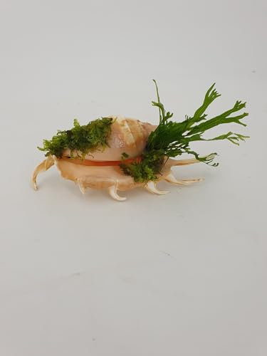 Aquarium Deko wunderschönes Garnelenbäumchen echte Muschel 10-12 cm mit echtem Farn oder Anubias uns Moos bepflanzt