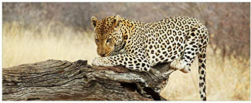 Wallario Glasbild Leopard auf Baumstamm in Afrika - 50 x 125 cm Wandbilder Glas in Premium-Qualität: Brillante Farben, freischwebende Optik