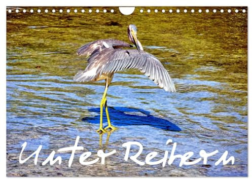 Unter Reihern (Wandkalender 2026 DIN A4 quer), CALVENDO Monatskalender: Blaureiher, Grünreiher und Kuhreiher in Kuba (CALVENDO Natur)