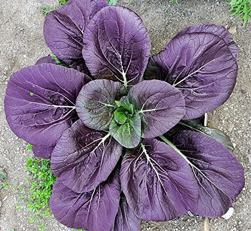 100+ Tsoi-Sim Purple Seeds Heirloom Non-GMO Rare Pak Choi, from USA