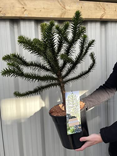Araucaria Araucana Monkey Puzzle Tree | Large Tree | 5L Pot | Height Including Pot 70-75cm