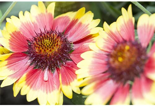 Gaillardia x grandiflora 'Kobold' - Großblumige Garten-Kokardenblume 'Kobold' - 9cm Topf