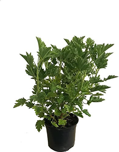 DECOALIVE Geranio Insecticida Planta Natural para Interior y Exterior, Verde