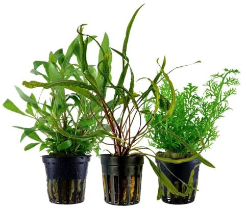 AquaOne Aquarium Pflanzen I 3X Wasserpflanzen I Hintergrund Aquarienpflanzen I Ceratopteris Cryptocoryne Hygrophila I Set mit 3 volldurchwurzelten Hintergrundpflanzen