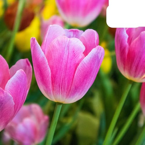 Tulpenzwiebeln 'Dynasty' | 20 Stück | Rosa Tulpe - 30-50cm - Ø10-12cm - Multideal - Blumenzwiebel - Gartenpflanze