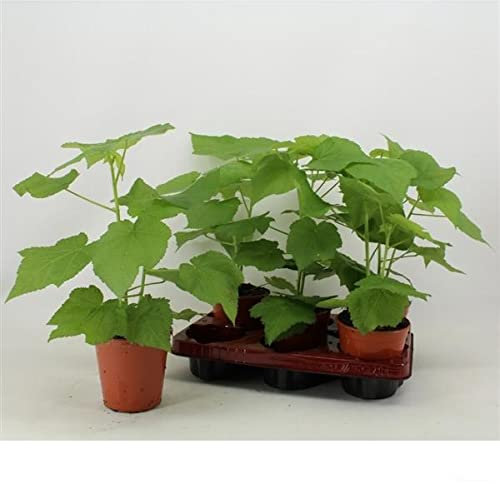 Zimmerlinde 40 cm - Sparmannia africana - Pflegeleichte Zimmerpflanze für gesundes Raumklima - Luftreinigung & Grüner Blickfang