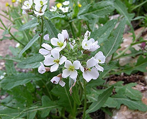 Wasabi-Rauke - Diplotaxis erucoides - Rucola - Salate - 1000 Samen