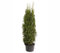 Dehner Thuja Smaragd, immergrün, ca. 125-150 cm, 23 l Topf, Heckenpflanze